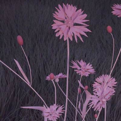 BET9登录APPapp下载